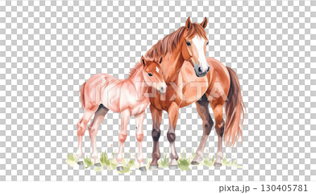 Beautiful brown horse isolated on white background. Beautiful brown horse isolated on white background. 130405781