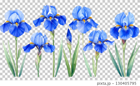 Purple and blue iris flower blossom isolated on white background 130405795