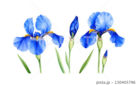 Purple and blue iris flower blossom isolated on white background 130405796