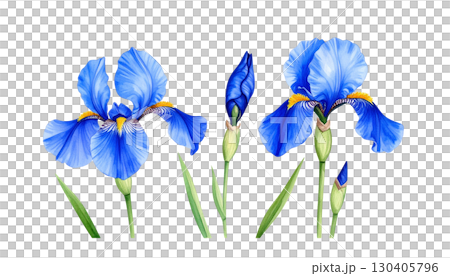 Purple and blue iris flower blossom isolated on white background 130405796