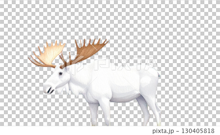 Antelope, a wild mammal with antlers, isolated on white background Antelope, a wild mammal with antlers, isolated on white background 130405818