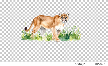 Cute little tiger on green grass isolated on white background Cute little tiger on green grass isolated on white background 130405823