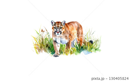 Cute little tiger on green grass isolated on white background Cute little tiger on green grass isolated on white background 130405824