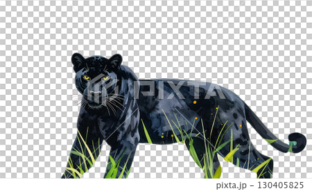 Cute black bear cub on green grass isolated on white background 130405825
