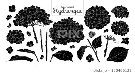 Hydrangea flower set isolated on transparent background, Botanical illustration in black silhouette, hand-drawn style. 130406122