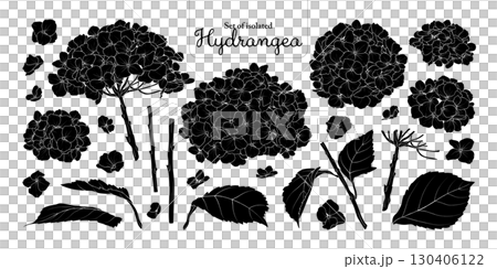 Hydrangea flower set isolated on transparent background, Botanical illustration in black silhouette, hand-drawn style. 130406122