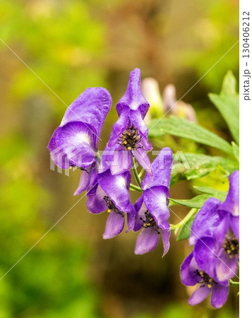 トリカブトの花 トリカブトの花 130406212