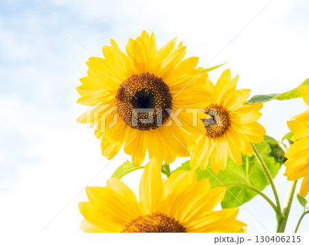 夏空に咲く魅力的な花 130406215