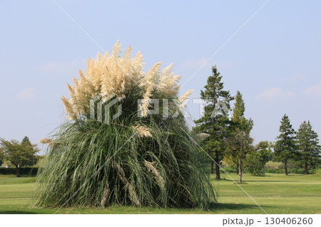 メタセコイアの大木の並木のある草原の風景 メタセコイアの大木の並木のある草原の風景 130406260