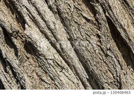Olive tree bark pinaster trunk symbol. Texture made of olive tree bark . Beautiful olive tree bark trunk background. Greece, Conceptual image. Peaceful nature. 130406463
