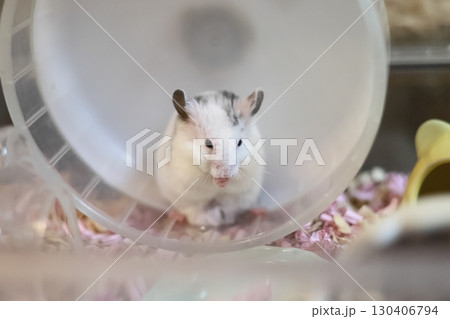 かわいいゴールデンハムスター(ダルメシアン) 130406794