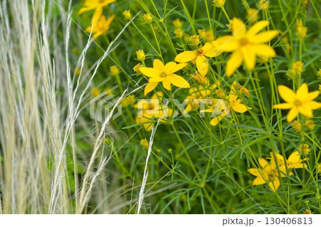 Coreopsis is a genus of flowering plants in the Asteraceae family. Common names include calliopsis and tickseed, a name shared with various other plants. Concept of a summer meadow full of blooming 130406813