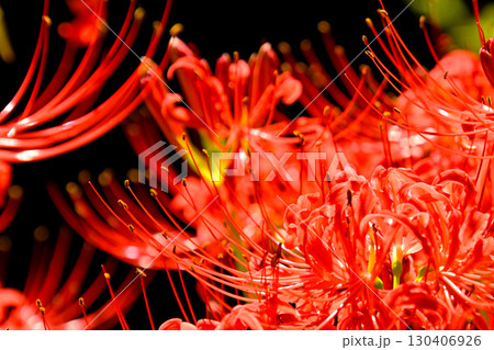 香嵐渓の彼岸花 130406926