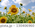夏の花といえば黄色いヒマワリ 130406960