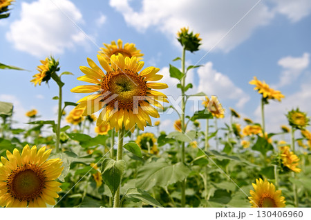 夏の花といえば黄色いヒマワリ 夏の花といえば黄色いヒマワリ 130406960