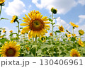 夏の花といえば黄色いヒマワリ 130406961