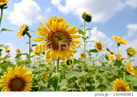 夏の花といえば黄色いヒマワリ 130406961