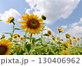 夏の花といえば黄色いヒマワリ 130406962