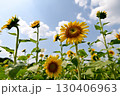 夏の花といえば黄色いヒマワリ 130406963