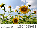 夏の花といえば黄色いヒマワリ 130406964