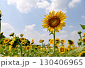 夏の花といえば黄色いヒマワリ 130406965