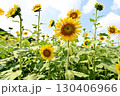 夏の花といえば黄色いヒマワリ 130406966