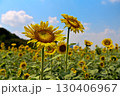 夏の花といえば黄色いヒマワリ 130406967