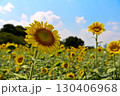 夏の花といえば黄色いヒマワリ 130406968