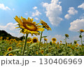 夏の花といえば黄色いヒマワリ 130406969