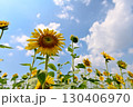 夏の花といえば黄色いヒマワリ 130406970