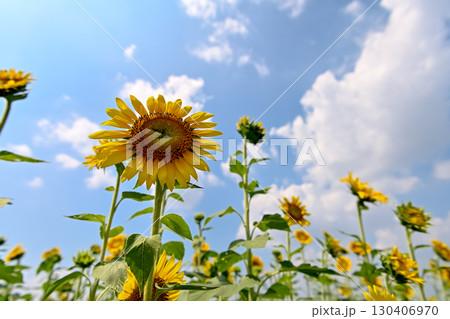 夏の花といえば黄色いヒマワリ 130406970