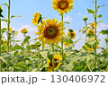 夏の花といえば黄色いヒマワリ 130406972