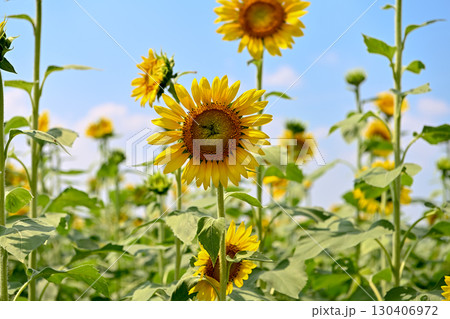 夏の花といえば黄色いヒマワリ 夏の花といえば黄色いヒマワリ 130406972