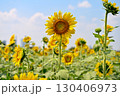 夏の花といえば黄色いヒマワリ 130406973