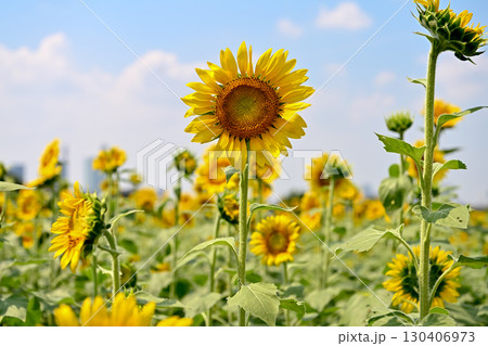 夏の花といえば黄色いヒマワリ 夏の花といえば黄色いヒマワリ 130406973