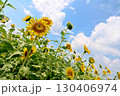 夏の花といえば黄色いヒマワリ 130406974