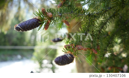 Purple pine cones growing on evergreen tree branch Purple pine cones growing on evergreen tree branch 130407106