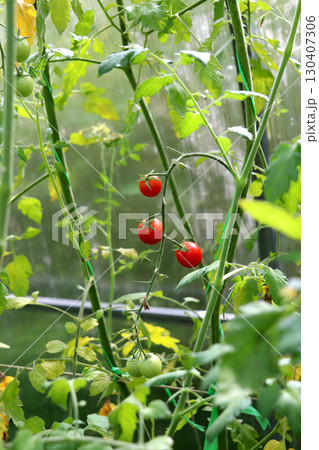 Ripe and unripe small round red cherry tomatoes on a bush in a greenhouse 130407306