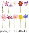 Collection of meadow flowers on a white background. Watercolor 130407433
