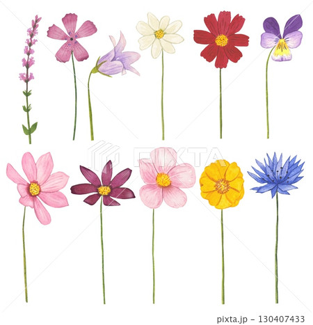 Collection of meadow flowers on a white background. Watercolor Collection of meadow flowers on a white background. Watercolor 130407433