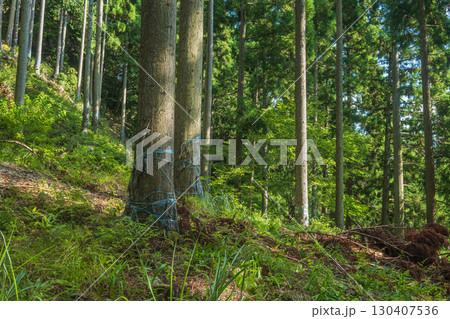 高島市朽木の針葉樹林　滋賀県 130407536