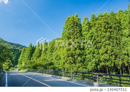 針葉樹林の間を通る国道367号線 滋賀県 針葉樹林の間を通る国道367号線 滋賀県 130407552