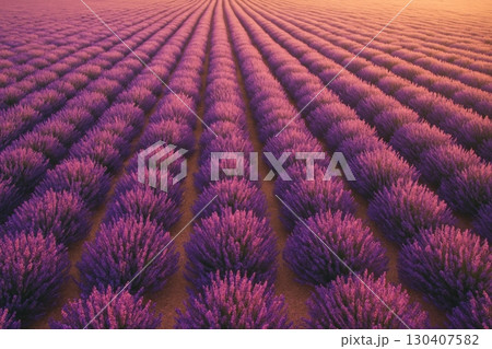 Lavender field during sunset showcasing rows of vibrant purple blossoms in a serene rural landscape Lavender field during sunset showcasing rows of vibrant purple blossoms in a serene rural landscape 130407582