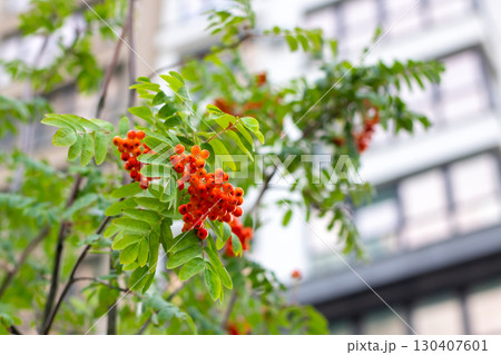 Vibrant Red Berries Among Lush Green Leaves in Urban Setting Vibrant Red Berries Among Lush Green Leaves in Urban Setting 130407601