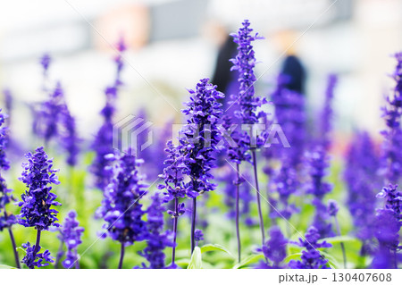 Vibrant and Beautiful Purple Flowers in Full Bloom for All to Enjoy 130407608