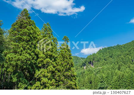 高島市朽木の針葉樹林　滋賀県 130407627