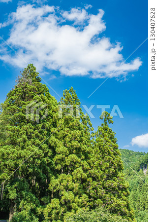 高島市朽木の針葉樹林　滋賀県 130407628