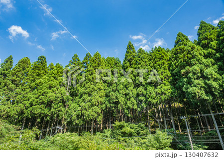 高島市朽木の針葉樹林　滋賀県 130407632
