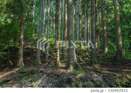 高島市朽木の針葉樹林　滋賀県 130407633