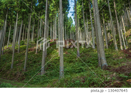高島市朽木の針葉樹林 滋賀県 高島市朽木の針葉樹林 滋賀県 130407645
